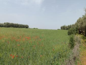 Land   0 m² - Photo 0