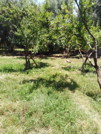 Land   800 m² - Photo 0