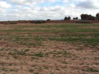 Land   250 m² - Photo 0