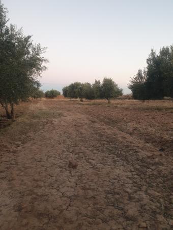 Land   1000 m² - Photo 0