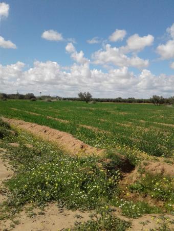 Land   400 m² - Photo 0