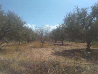Land   3000 m² - Photo 0